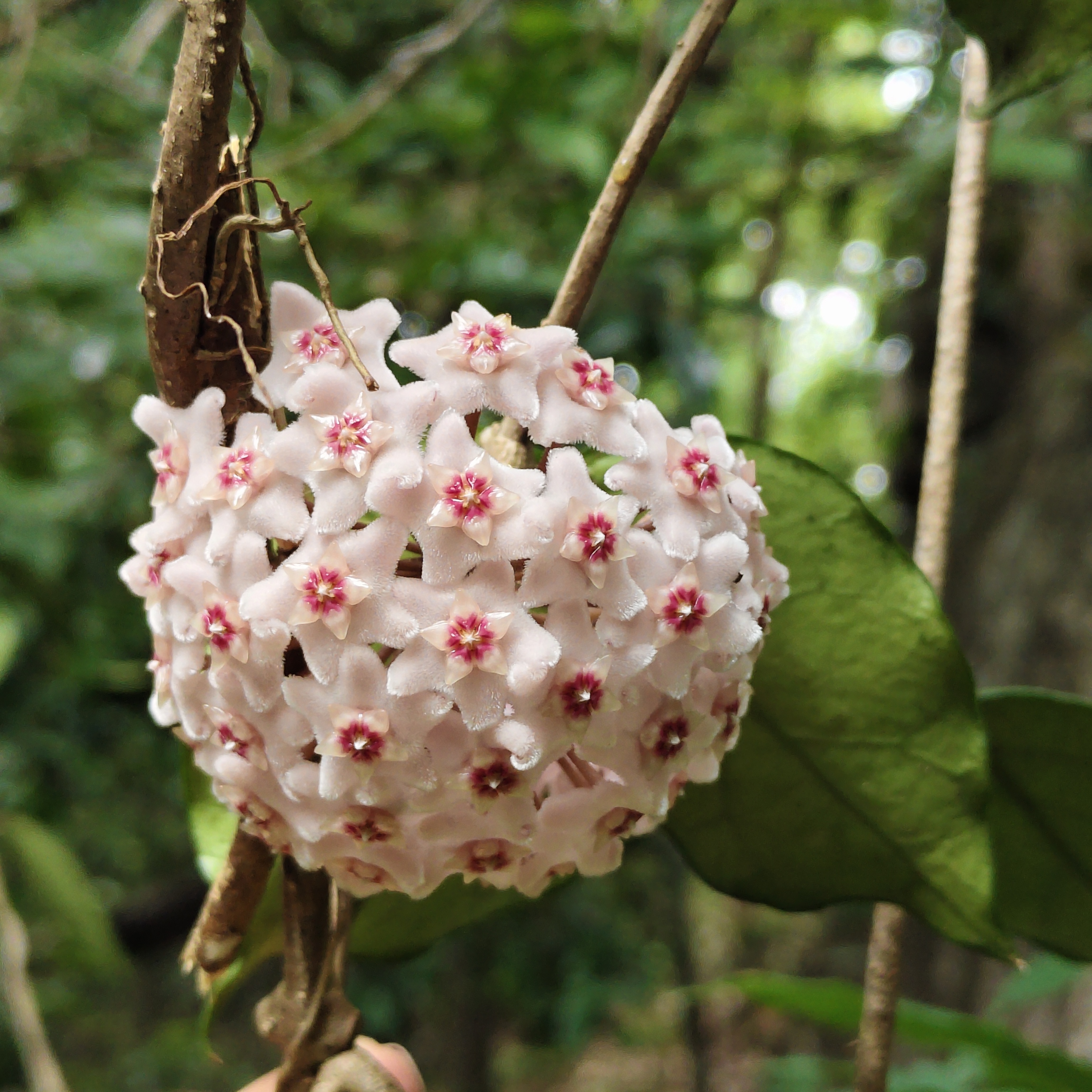 Phupadang hiking — photo 1