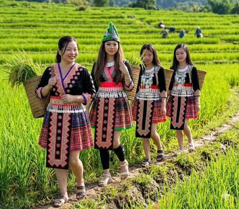 Rice Paddy Planting & Harvest