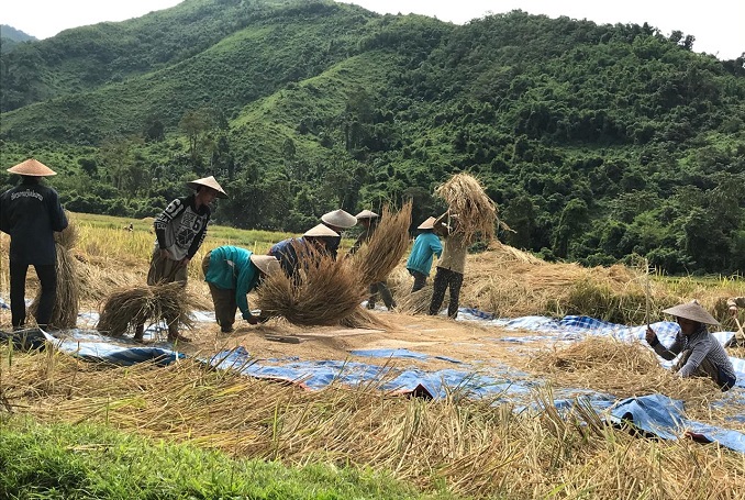 Rice Paddy Planting & Harvest — photo 2