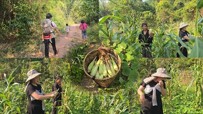 Rice Paddy Planting & Harvest — photo 4