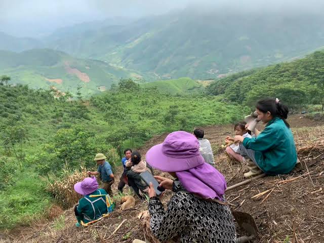 Rice Paddy Planting & Harvest — photo 5